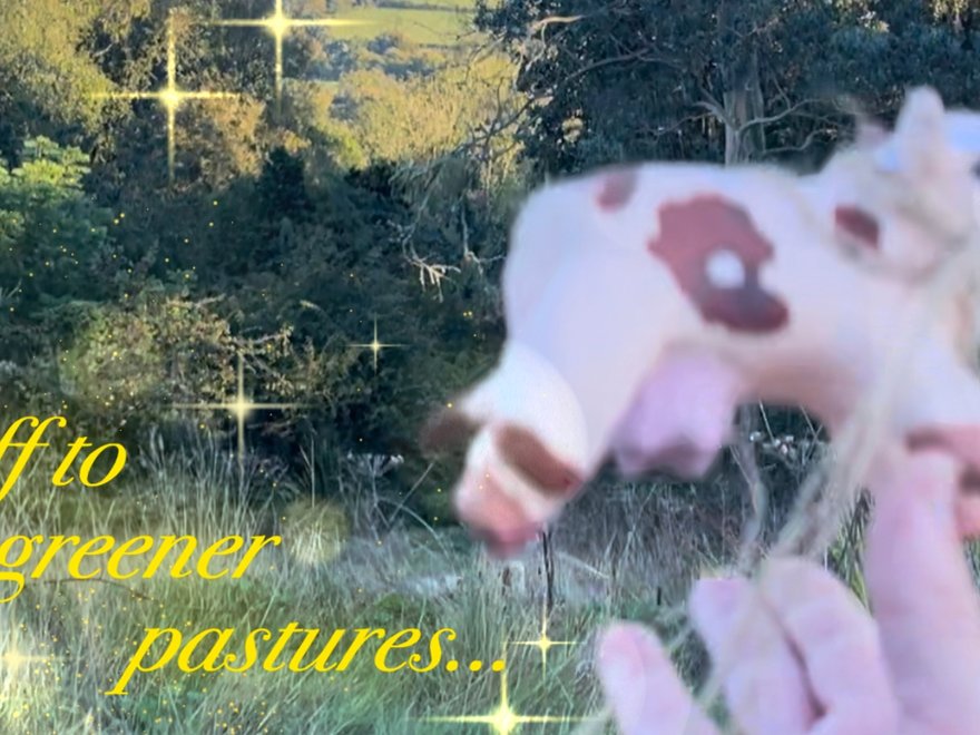 A photo with a cow and writing