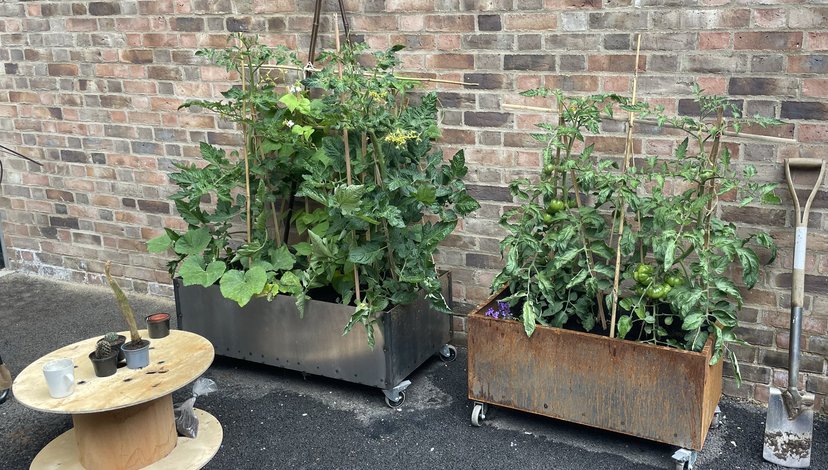 An image of two planters, spade and small table. The planters are full of plants including tomato plants.