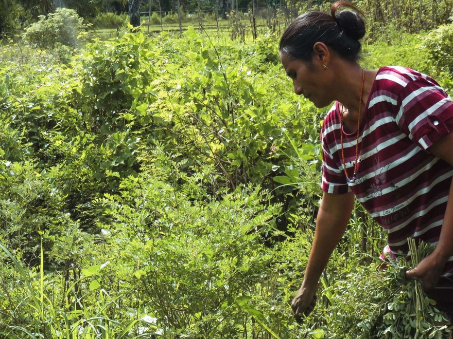 A person tends a green crop in the field