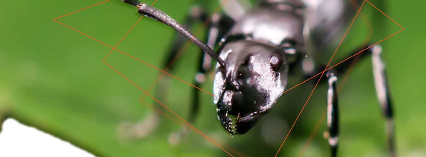 The Saharan Silver Ant